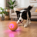 Interactive Rolling Ball Toy